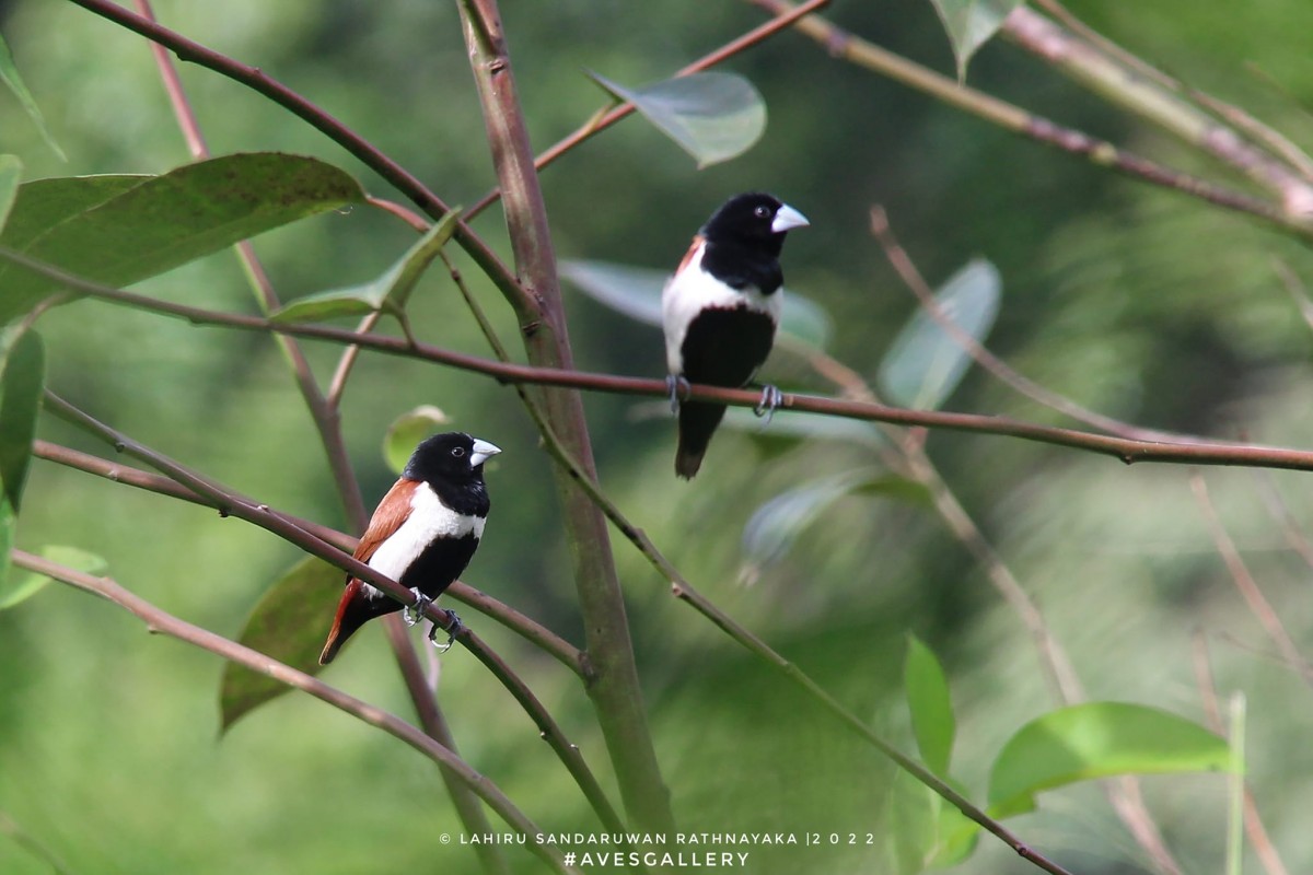 Lonchura malacca Linnaeus, 1766